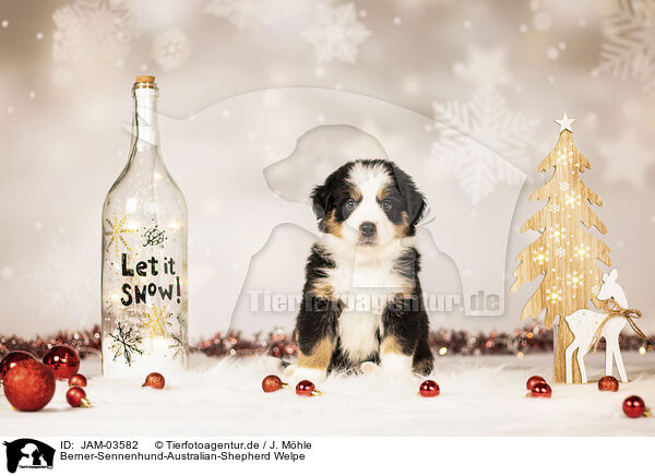 Berner-Sennenhund-Australian-Shepherd Welpe / Bernese-Mountain-Dog-Australian-Shepherd Puppy / JAM-03582