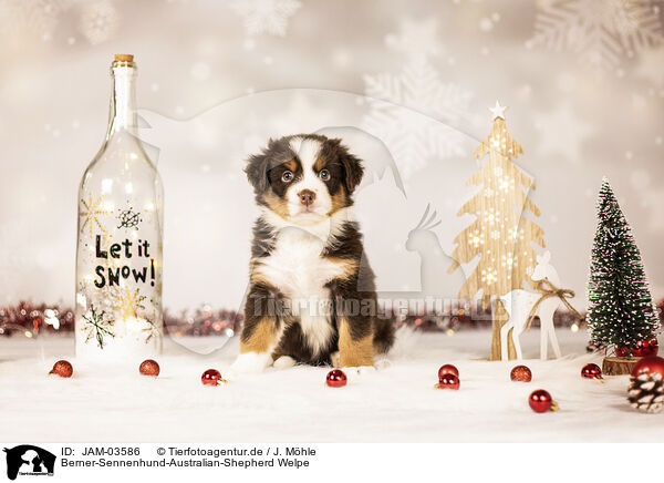 Berner-Sennenhund-Australian-Shepherd Welpe / JAM-03586