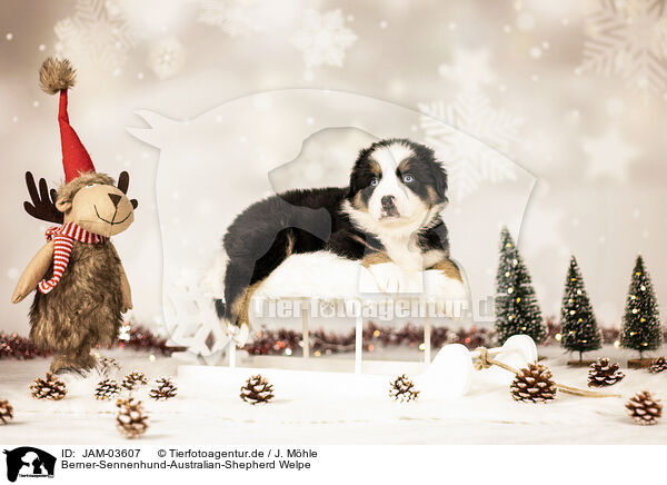 Berner-Sennenhund-Australian-Shepherd Welpe / Bernese-Mountain-Dog-Australian-Shepherd Puppy / JAM-03607