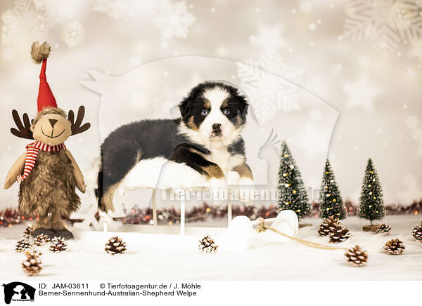 Berner-Sennenhund-Australian-Shepherd Welpe / Bernese-Mountain-Dog-Australian-Shepherd Puppy / JAM-03611