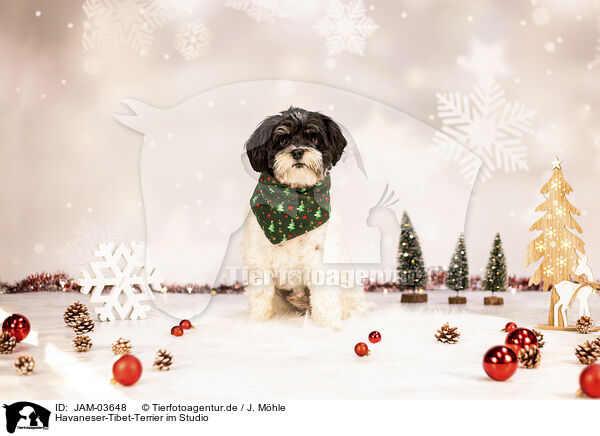 Havaneser-Tibet-Terrier im Studio / Havanese-Tibetan-Terrier in studio / JAM-03648