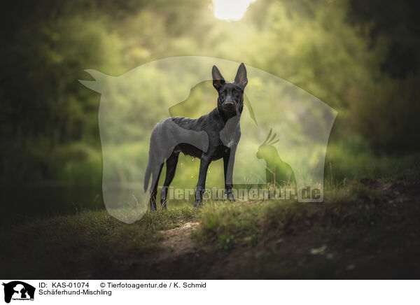 Schferhund-Mischling / Shepherd-Mongrel / KAS-01074