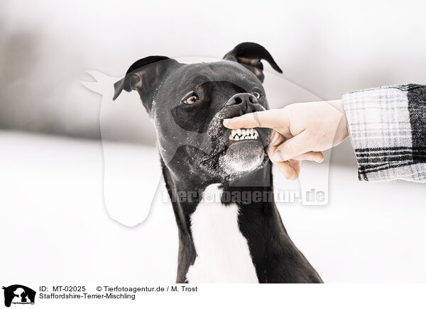 Staffordshire-Terrier-Mischling / Staffordshire-Terrier-Mongrel / MT-02025
