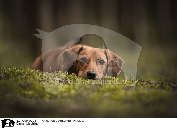 Dackel-Mischling / Dachshund-Mongrel / KAM-02641