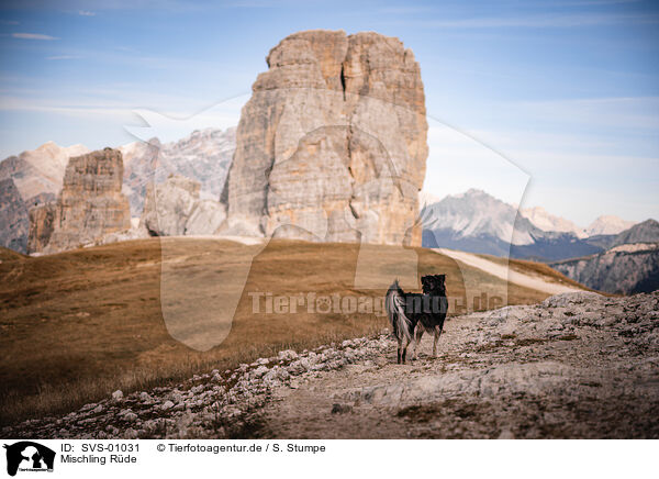 Mischling R�de / male mongrel / SVS-01031