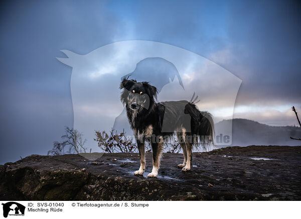Mischling Rde / male mongrel / SVS-01040
