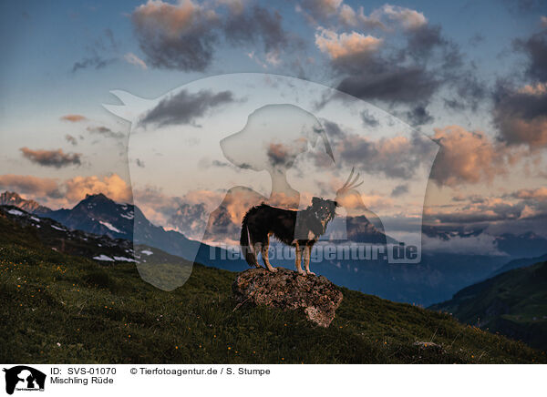 Mischling R�de / SVS-01070