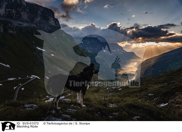 Mischling R�de / male mongrel / SVS-01072