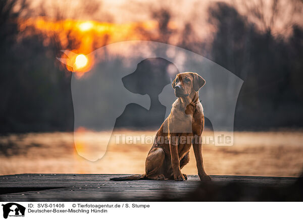Deutscher-Boxer-Mischling Hndin / female German-Boxer-Mongrel / SVS-01406