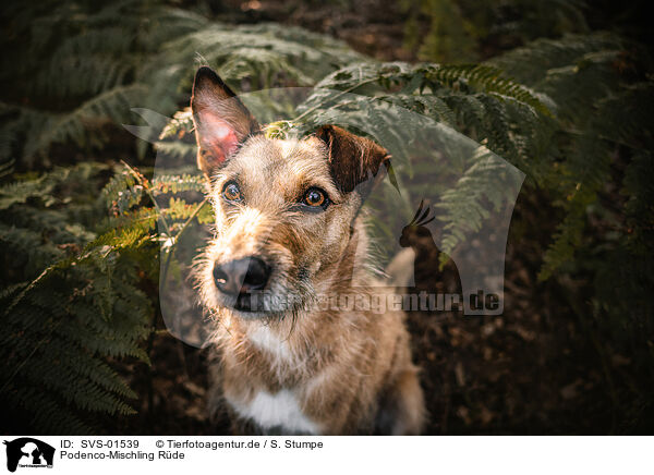 Podenco-Mischling R�de / male Podenco-Mongrel / SVS-01539