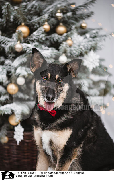 Schferhund-Mischling Rde / male Shepherd-Mongrel / SVS-01551