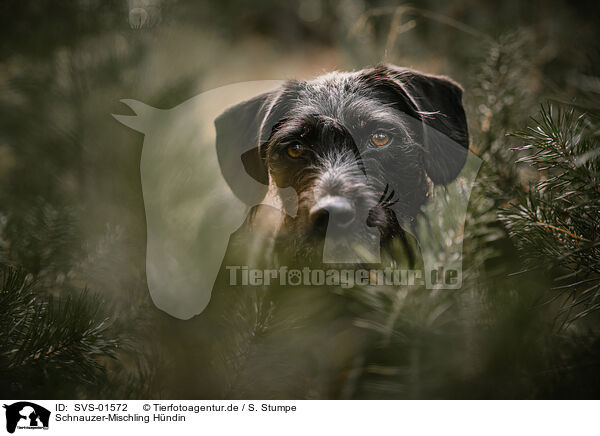 Schnauzer-Mischling Hndin / female Schnauzer-Mongrel / SVS-01572