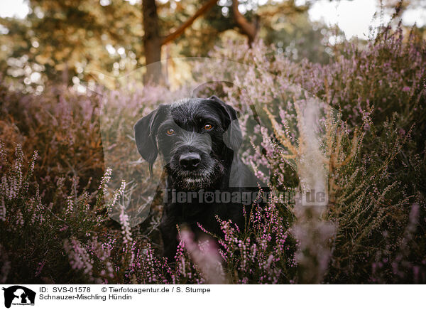 Schnauzer-Mischling Hndin / female Schnauzer-Mongrel / SVS-01578