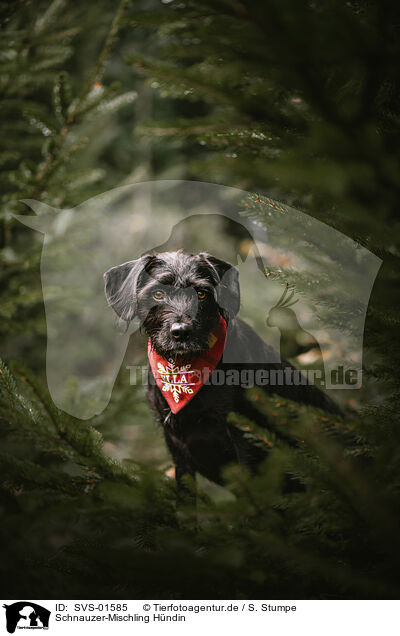 Schnauzer-Mischling Hndin / female Schnauzer-Mongrel / SVS-01585