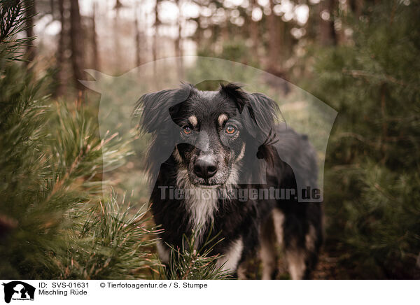 Mischling Rde / male mongrel / SVS-01631