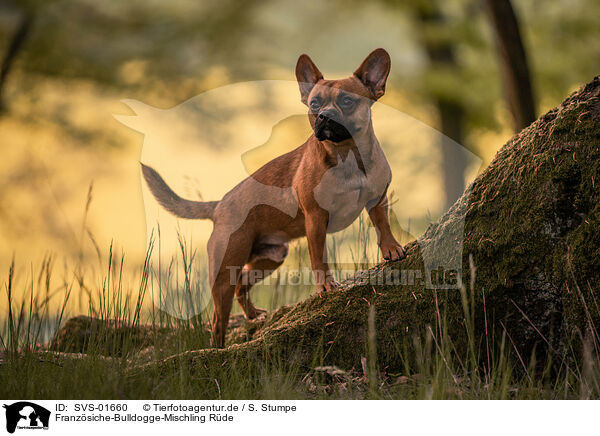 Franzsiche-Bulldogge-Mischling Rde / male Frensh-Bulldog-Mongrel / SVS-01660