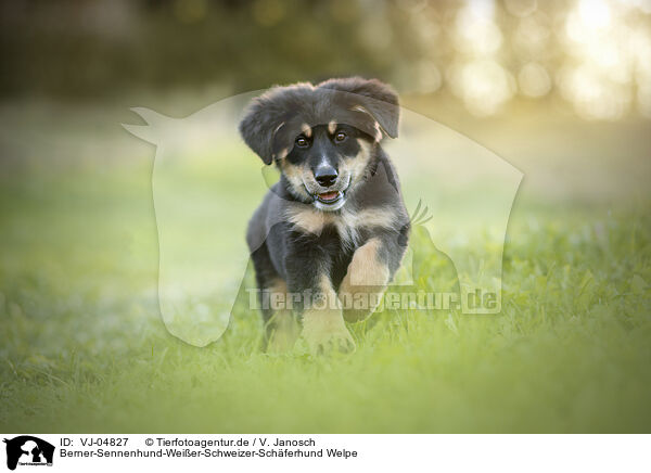 Berner-Sennenhund-Weier-Schweizer-Schferhund Welpe / VJ-04827
