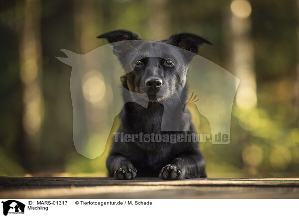 Mischling / mongrel / MARS-01317