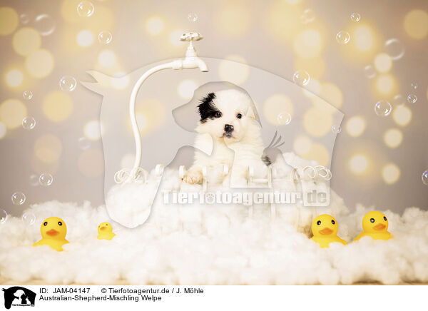 Australian-Shepherd-Mischling Welpe / JAM-04147