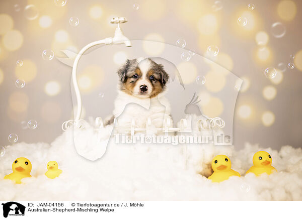 Australian-Shepherd-Mischling Welpe / JAM-04156