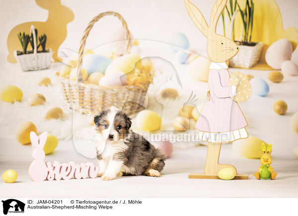 Australian-Shepherd-Mischling Welpe / JAM-04201