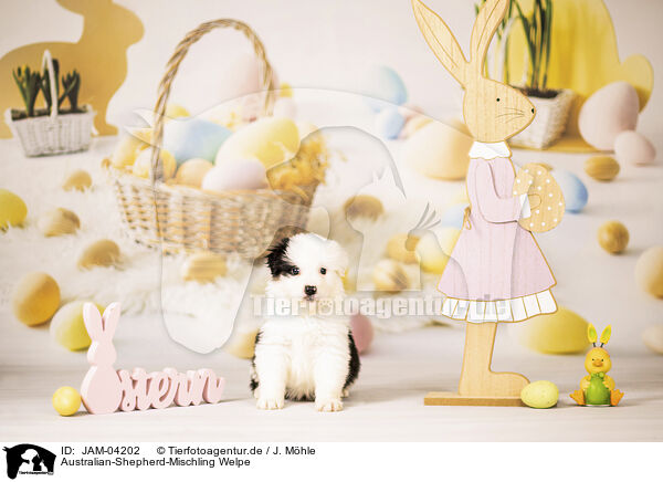 Australian-Shepherd-Mischling Welpe / Australian-Shepherd-Mongrel Puppy / JAM-04202