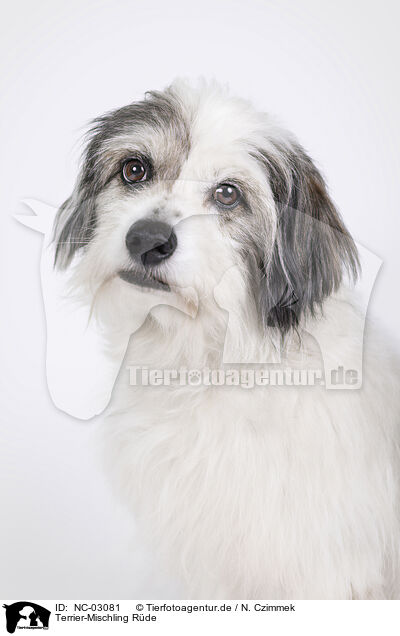 Terrier-Mischling Rde / male Terrier-Mongrel / NC-03081