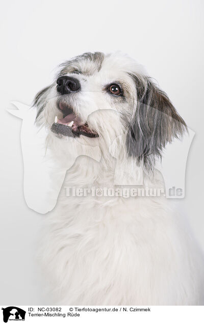 Terrier-Mischling Rde / male Terrier-Mongrel / NC-03082