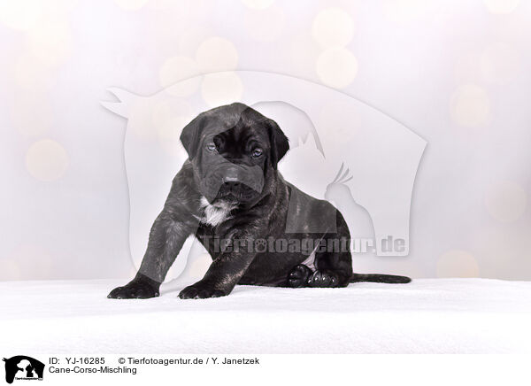 Cane-Corso-Mischling / YJ-16285