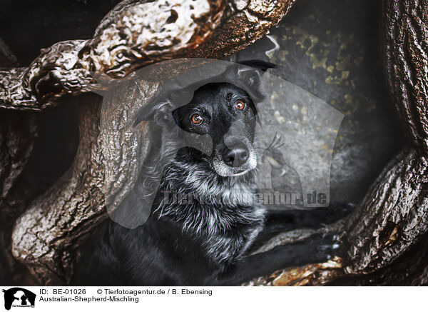 Australian-Shepherd-Mischling / Australian-Shepherd-Mongrel / BE-01026