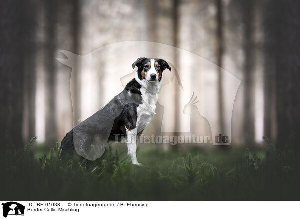 Border-Collie-Mischling / Border-Collie-Mongrel / BE-01038