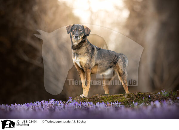 Mischling / mongrel / JEB-02401