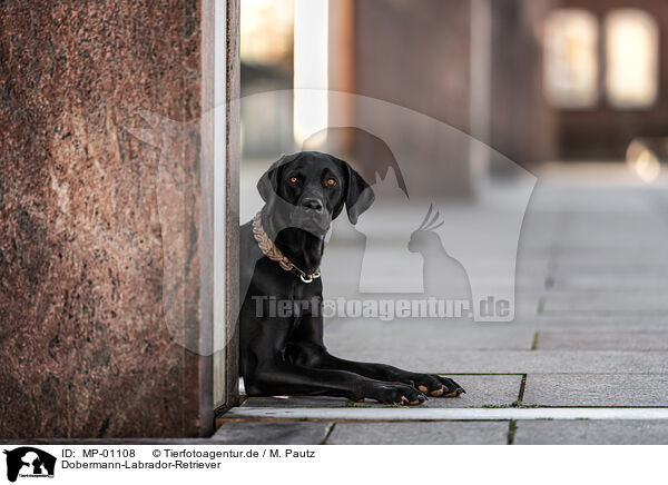 Dobermann-Labrador-Retriever / Doberman-Pinscher-Labrador-Retriever / MP-01108