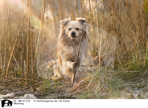 Mischling / mongrel / MP-01118