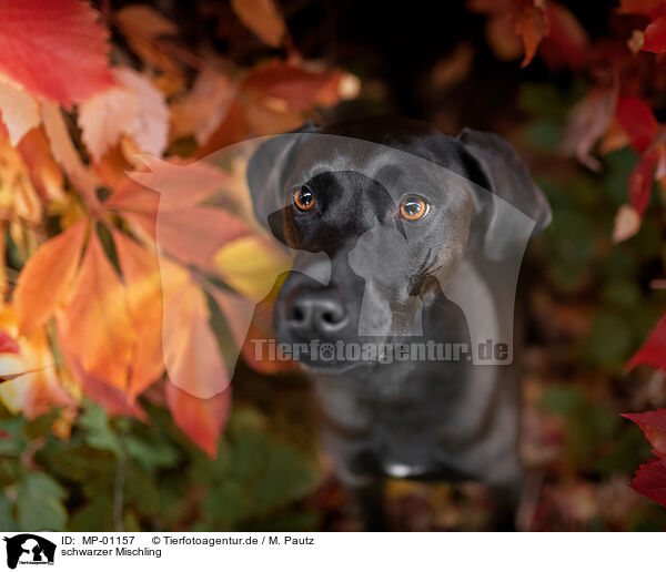 schwarzer Mischling / black mongrel / MP-01157