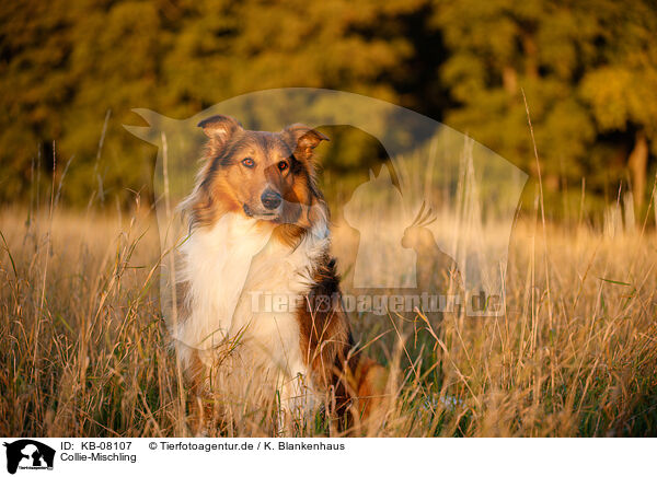 Collie-Mischling / Collie-Mongrel / KB-08107