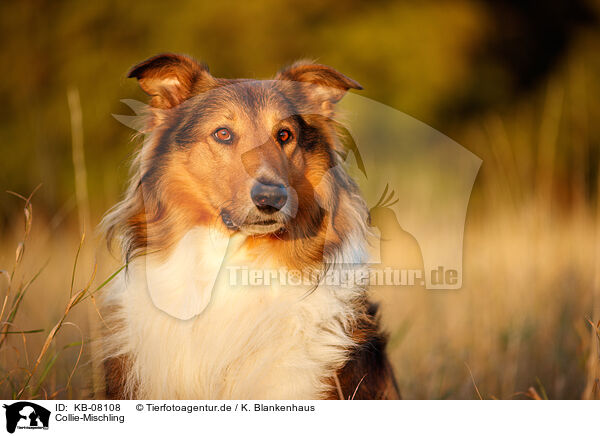 Collie-Mischling / Collie-Mongrel / KB-08108