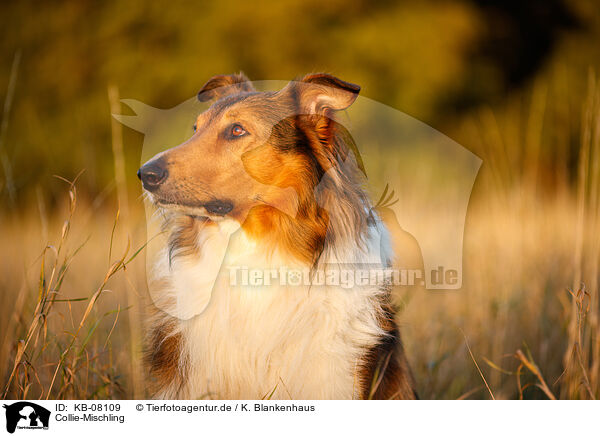 Collie-Mischling / Collie-Mongrel / KB-08109