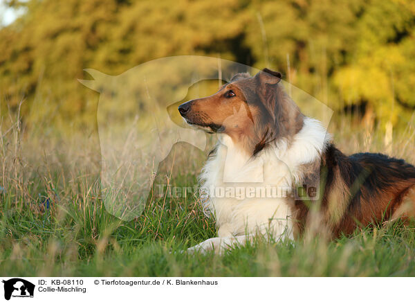 Collie-Mischling / Collie-Mongrel / KB-08110
