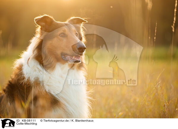 Collie-Mischling / Collie-Mongrel / KB-08111