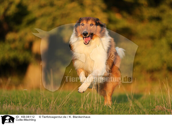 Collie-Mischling / Collie-Mongrel / KB-08112