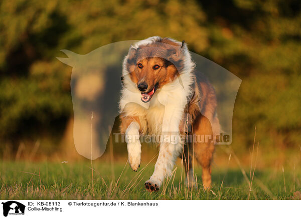 Collie-Mischling / Collie-Mongrel / KB-08113