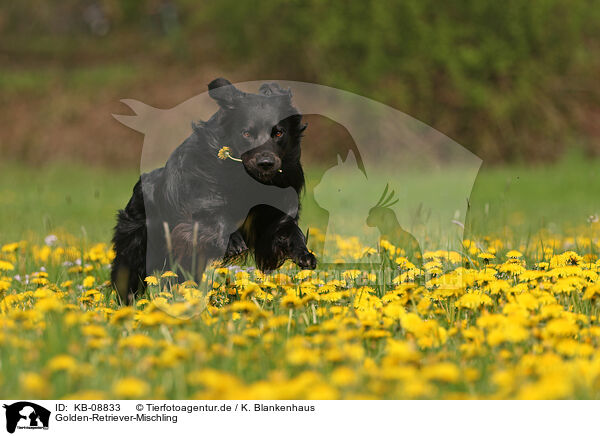 Golden-Retriever-Mischling / Golden-Retriever-Mongrel / KB-08833