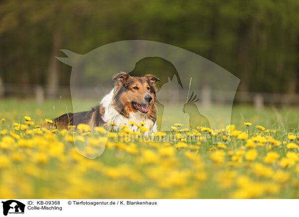 Collie-Mischling / Collie-Mongrel / KB-09368