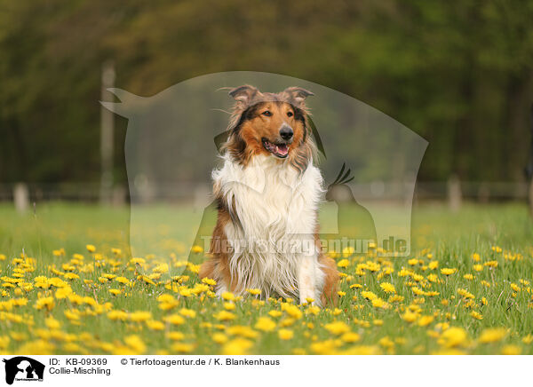Collie-Mischling / Collie-Mongrel / KB-09369