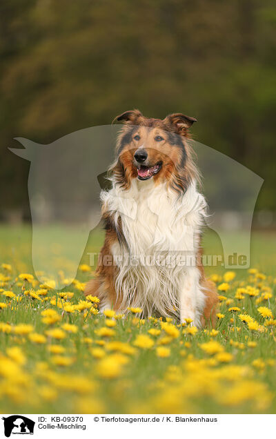 Collie-Mischling / Collie-Mongrel / KB-09370
