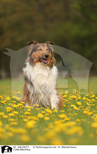 Collie-Mischling / Collie-Mongrel / KB-09371