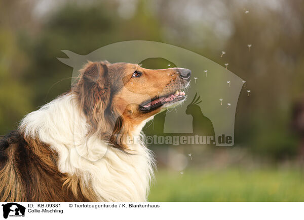 Collie-Mischling / Collie-Mongrel / KB-09381