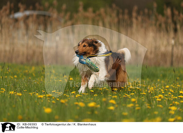 Collie-Mischling / Collie-Mongrel / KB-09393