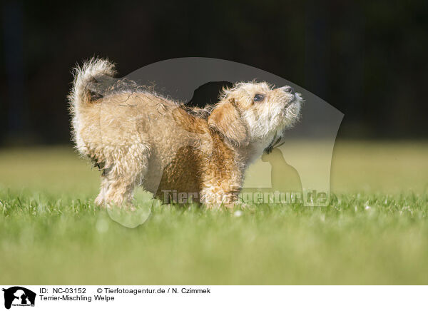 Terrier-Mischling Welpe / NC-03152